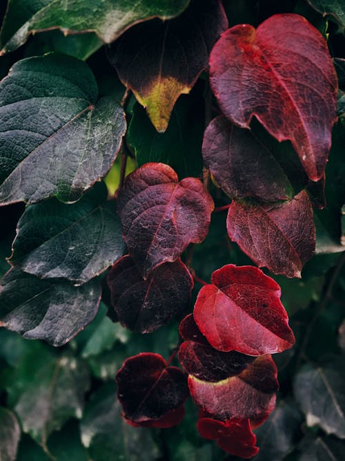 Darmowe zdjęcie z galerii z fotografia przyrodnicza, jesień, kolory