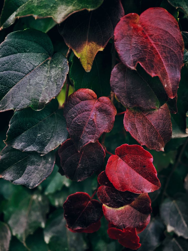 Leaves Changing Colors