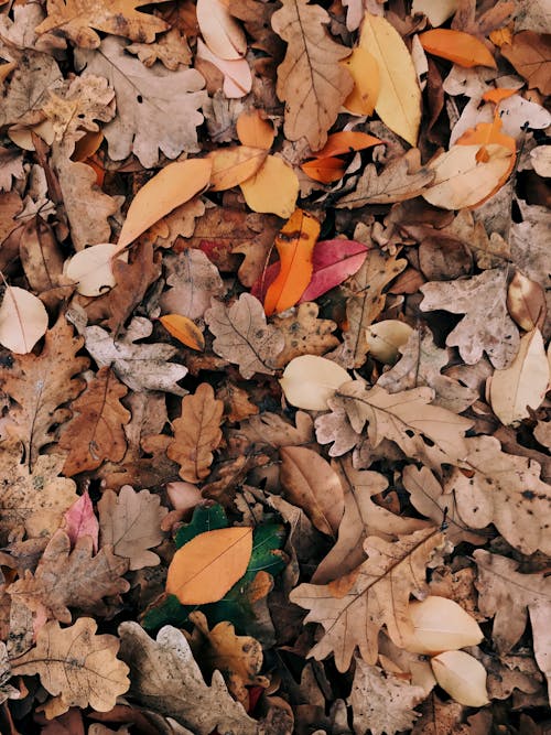 Gratis stockfoto met aarde, droge bladeren, herfst Stockfoto
