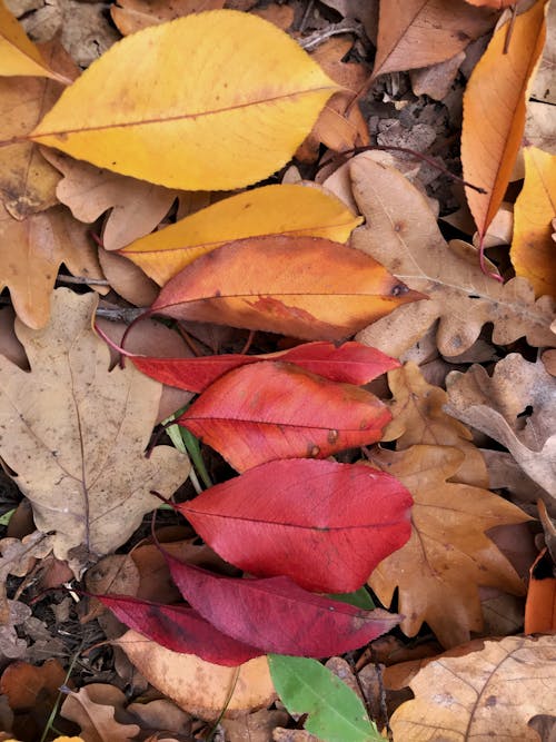 Close-up of Yellow and Red Leaves on the Ground