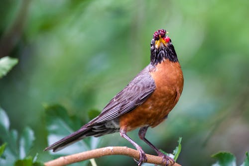 Close Up Photo of a Bird