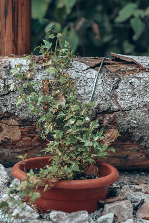 Free A potted plant in a red pot set against a rustic wooden log background. Stock Photo