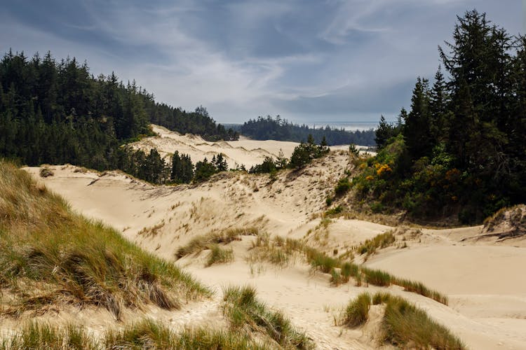 Oregon Dunes