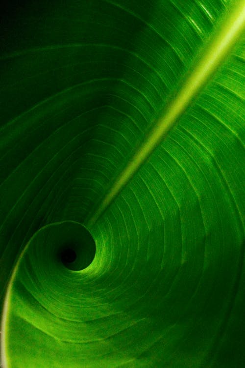 Green Leaf in Close Up Photography