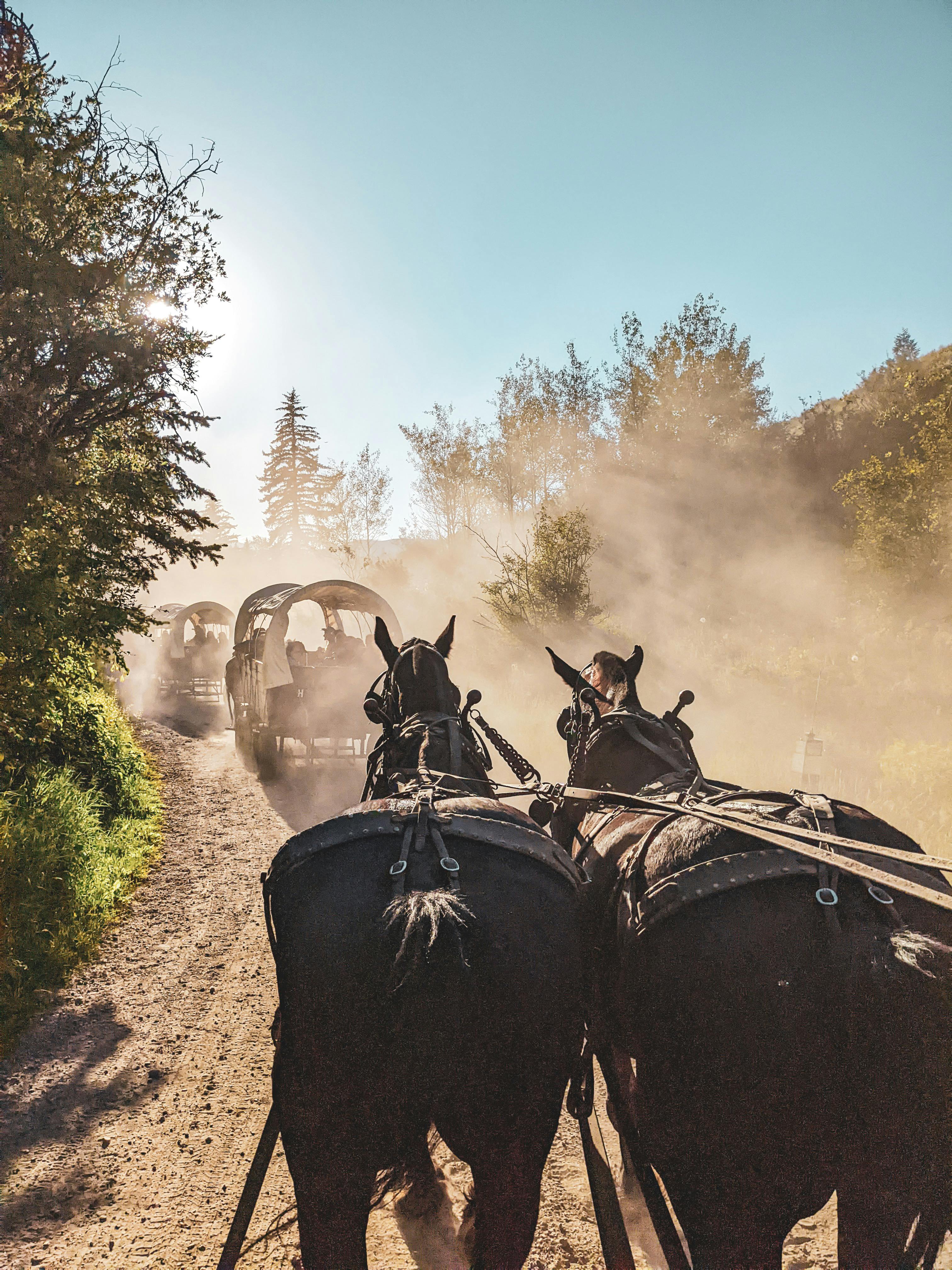 Do horses need shelter from rain?