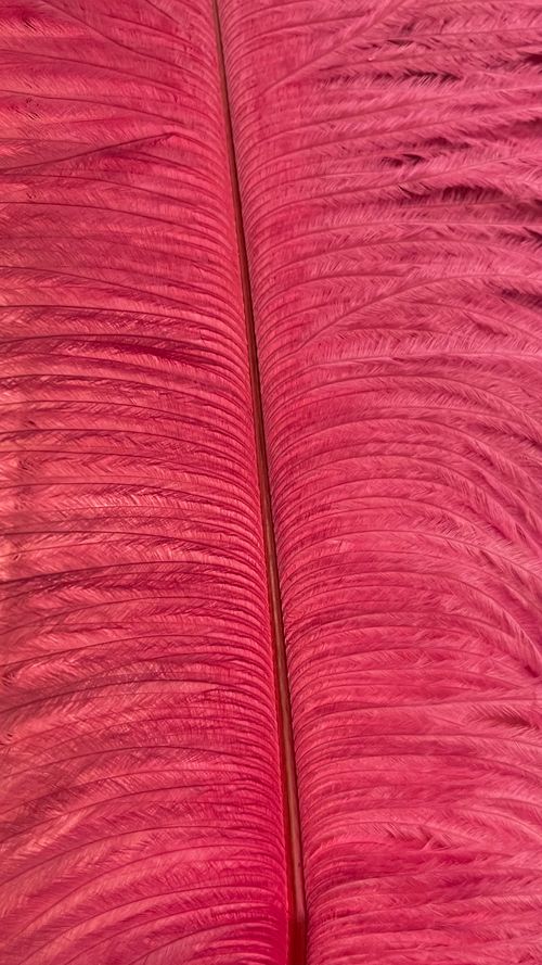 Free Detailed close-up of bright red feather textures showcasing natural beauty. Stock Photo