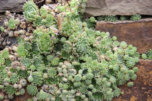 Free Dense cluster of green succulents growing against a rustic stone wall. Stock Photo