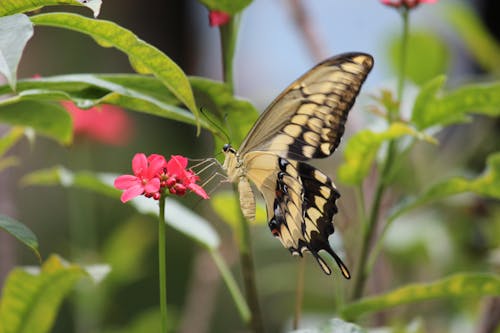 Butterfly on Pink Flower