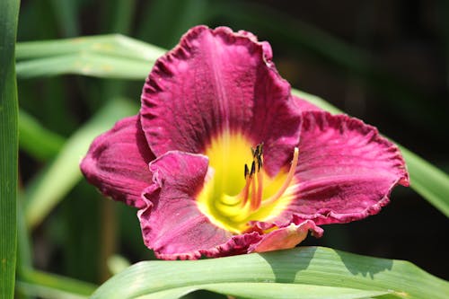 bitki örtüsü, Çiçek açmak, çiçek fotoğrafçılığı içeren Ücretsiz stok fotoğraf