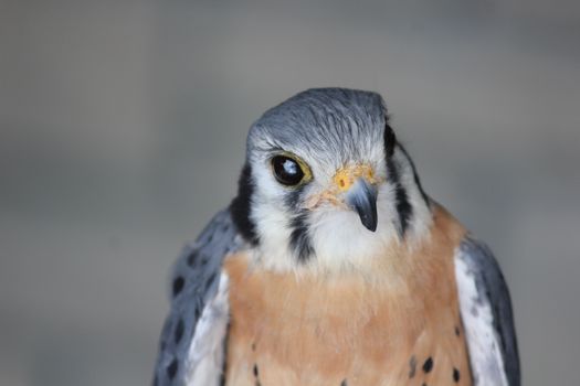 Bird in Close Up Photography