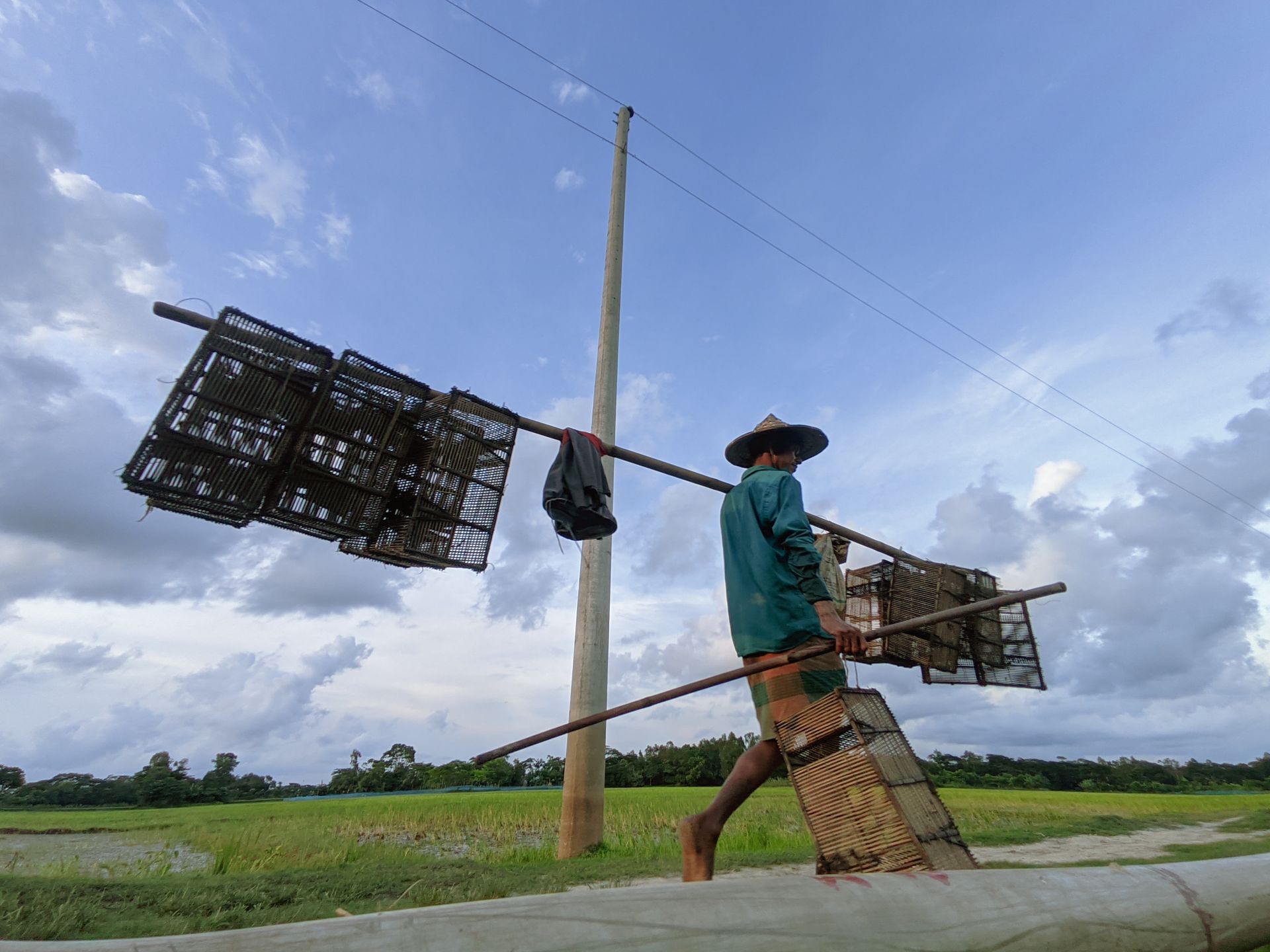 A Person Carrying a Wooden Sticks with Cages Walking Near a Rice Field and Electric Post