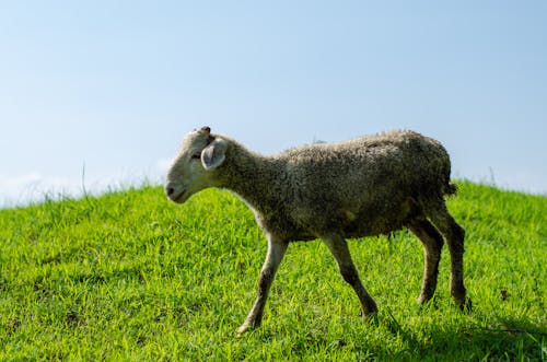 Immagine gratuita di animale domestico, bestiame, bovidi