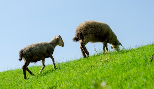 Foto d'estoc gratuïta de animals, herba, ovella
