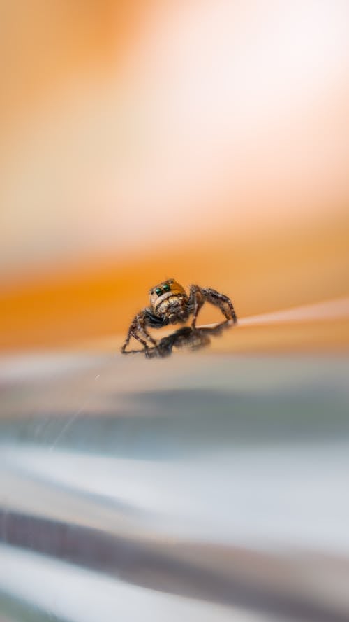 Gratuit Photos gratuites de arachnide, araignée sauteuse, arthropode Photos