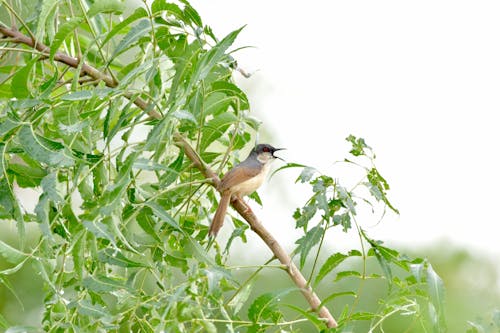 Bird Perched on Tree Branch