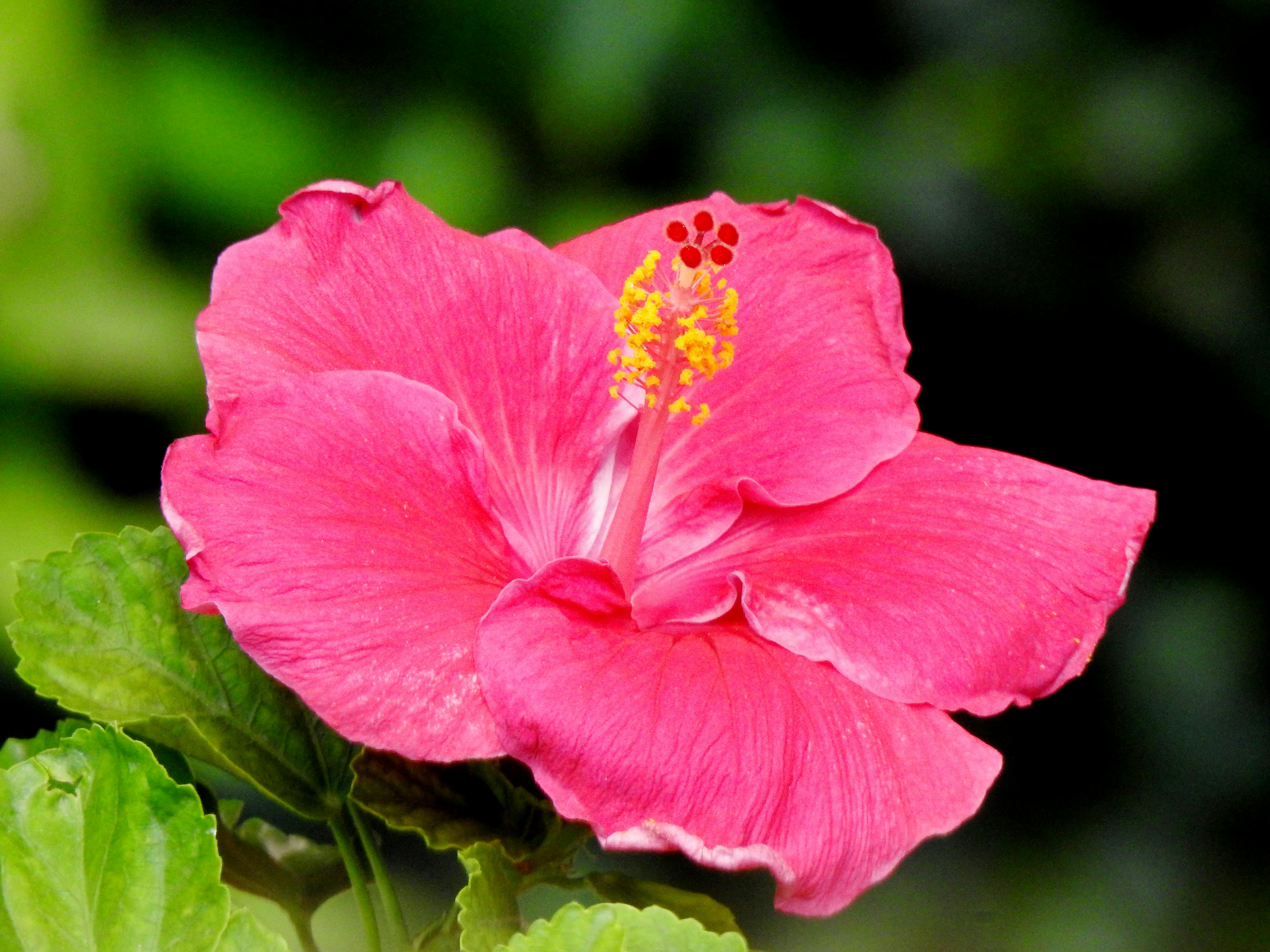 Pink Hibiscus Flower · Free Stock Photo