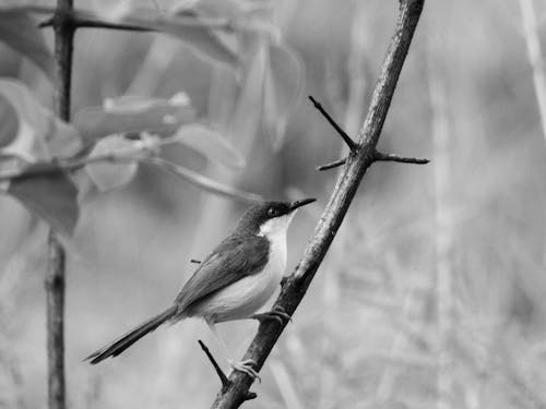 Black and White Photo of Bird Perched on Tree Branch