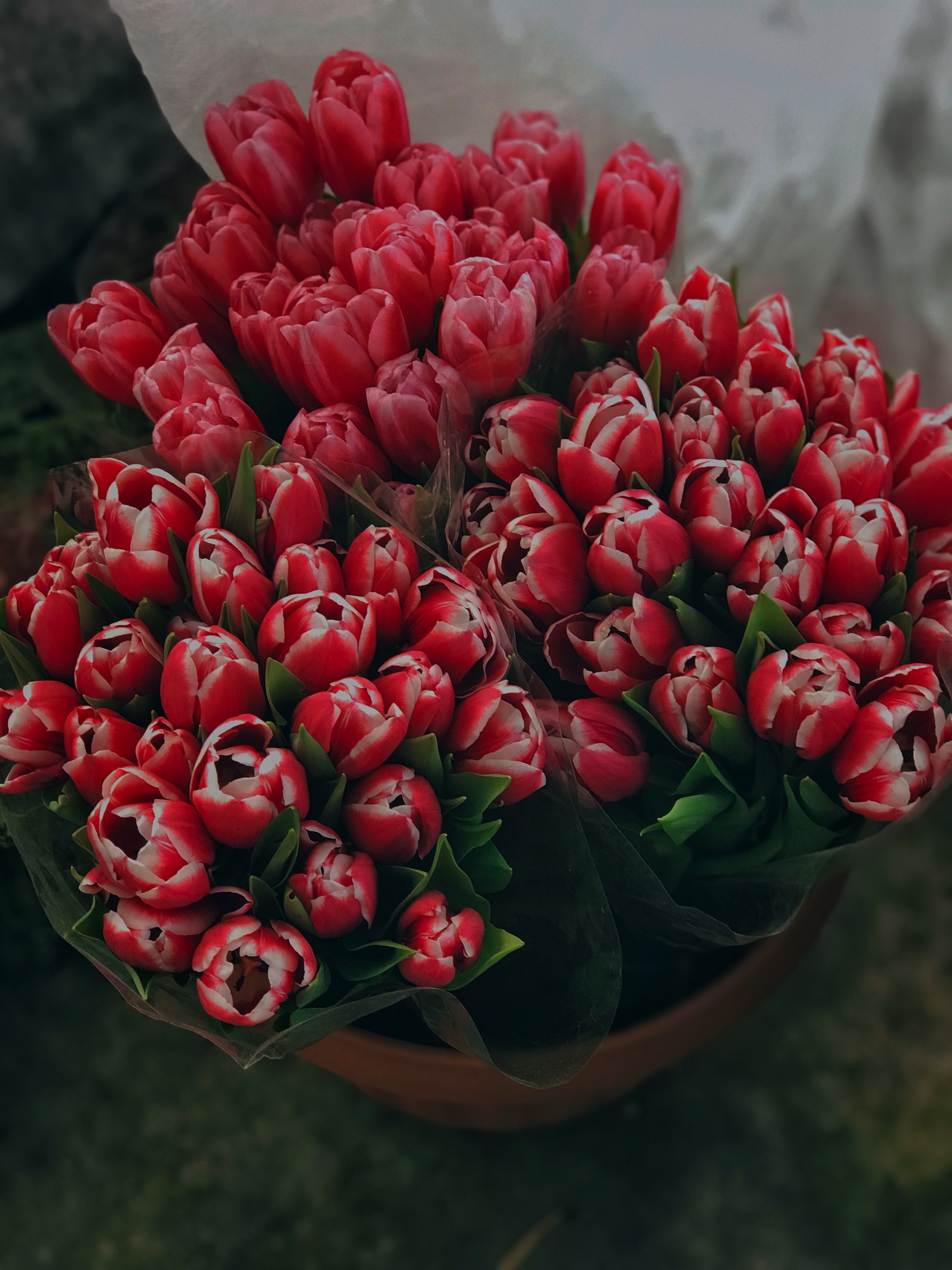 Pink Tulips on Light Background · Free Stock Photo