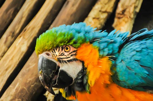 bezplatná Základová fotografie zdarma na téma barevný, papoušek, pták Základová fotografie