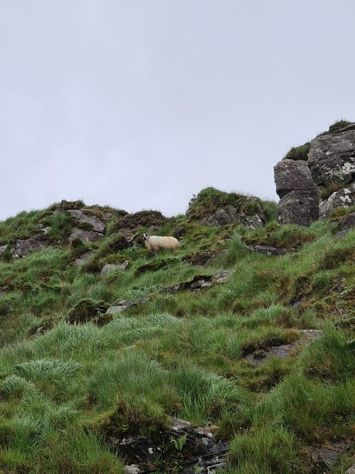 Free Sheep on rugged green hillside in Ireland, showcasing natural beauty. Stock Photo