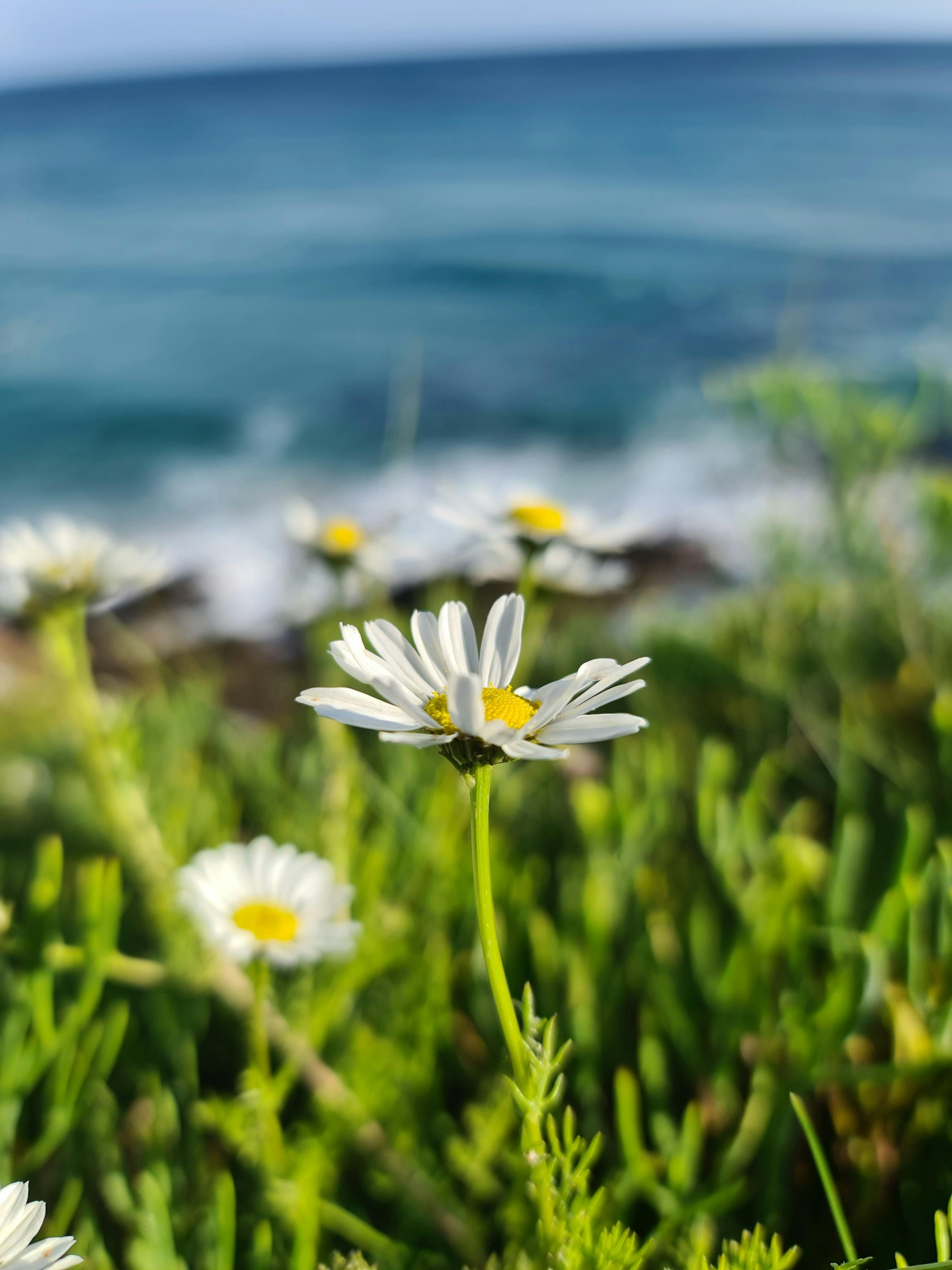 Common Daisy Flower Near the Beach · Free Stock Photo