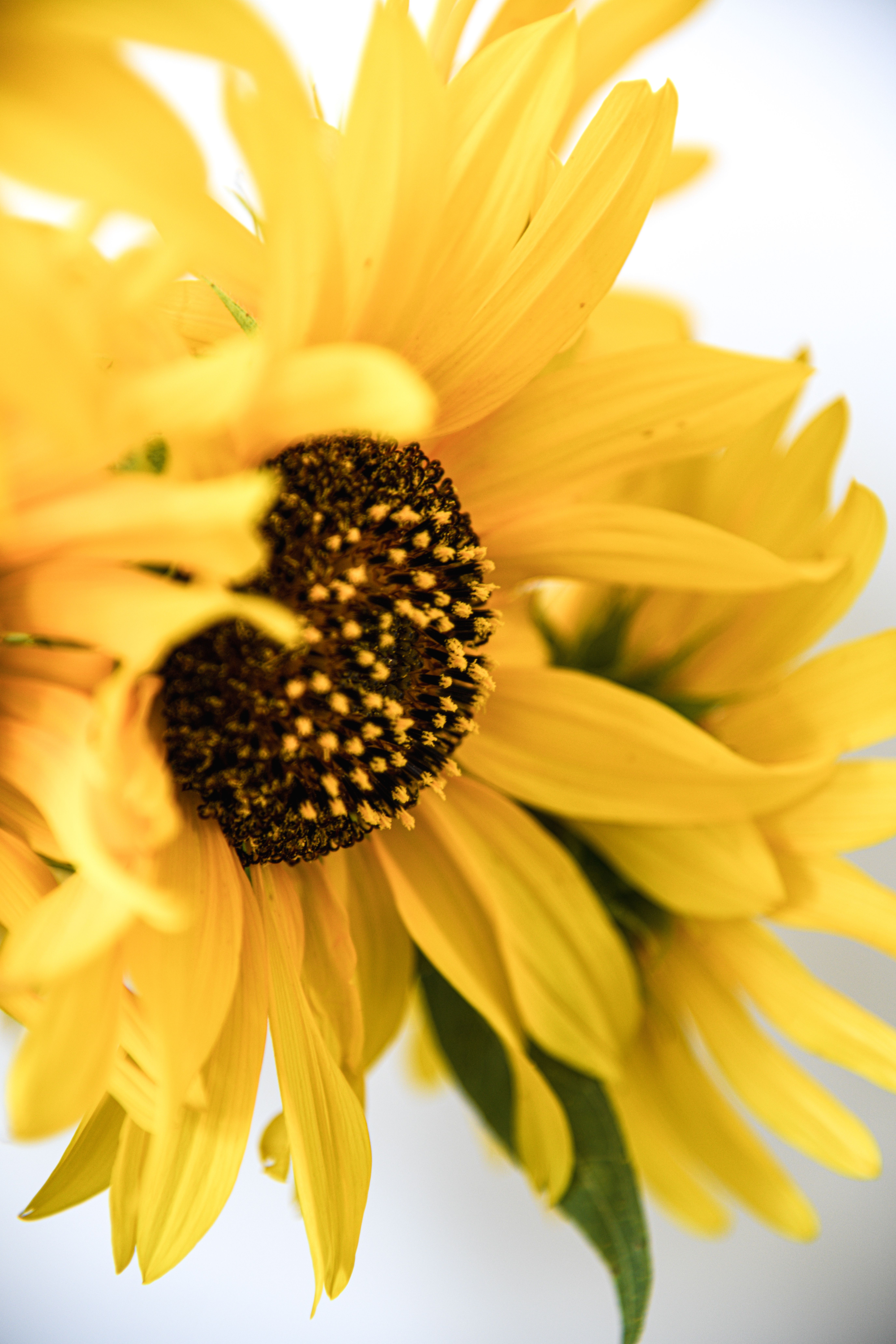 Yellow Flower in Close Up Photography · Free Stock Photo
