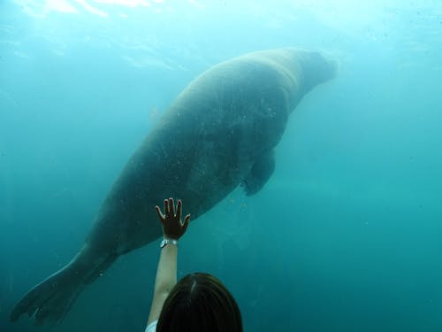 Sea Lion Inside an Aquarium