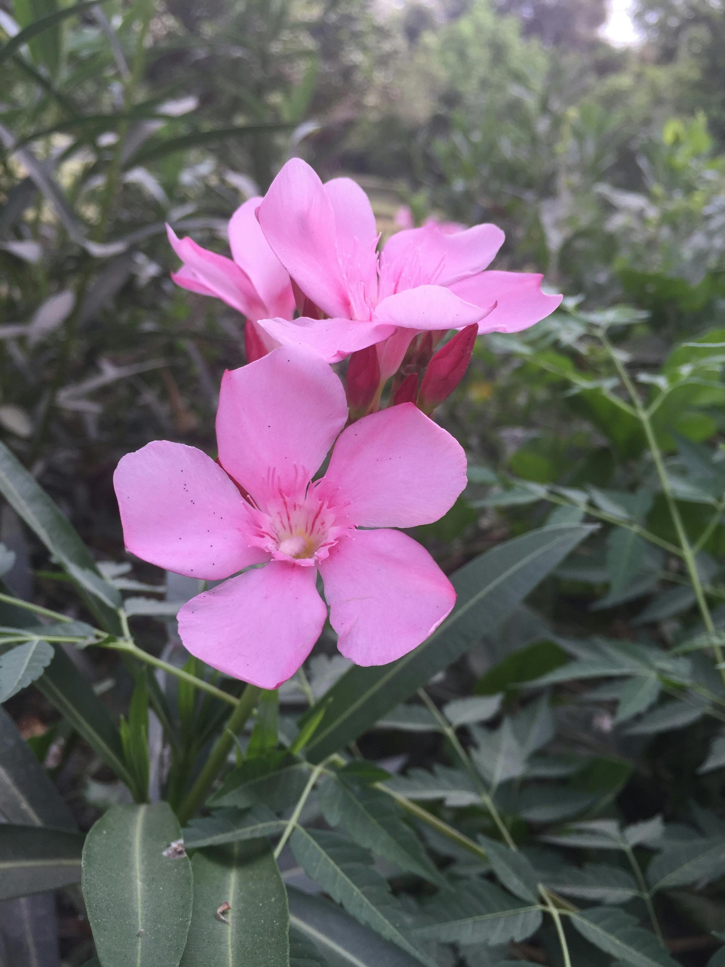 Free stock photo of flower, Gaedening, nature