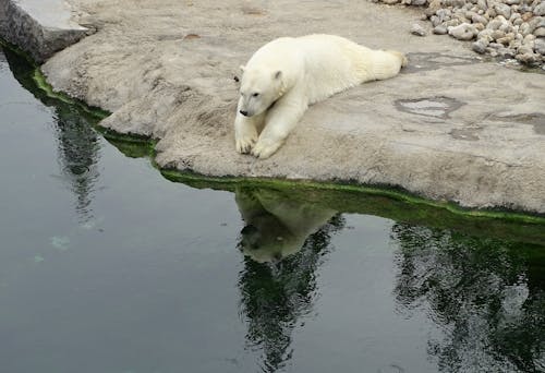 Free Polar Bear Lying on Rock Stock Photo
