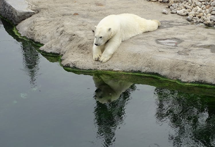 Polar Bear Lying On Rock