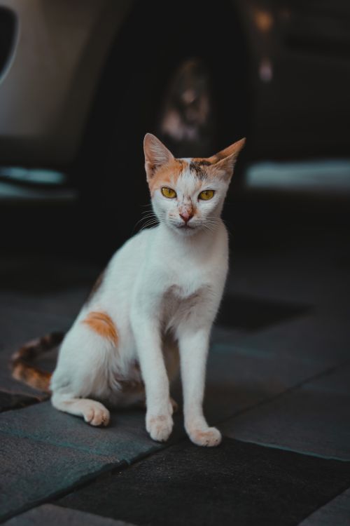 Free A close-up shot of a white domestic cat sitting on a tiled floor indoors. Stock Photo
