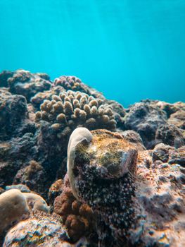 A stunning close-up of colorful corals on a reef underwater.