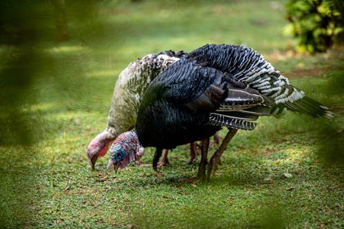 Wild Turkey Birds Eating on Green Grass 