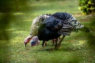Close-up of wild turkeys feeding on a lush green field, showcasing natural behavior.