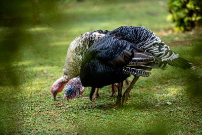 Turkey