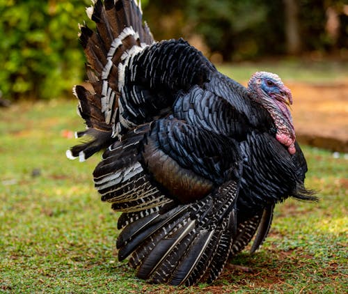 A Wild Turkey with Black and Gray Feathers 