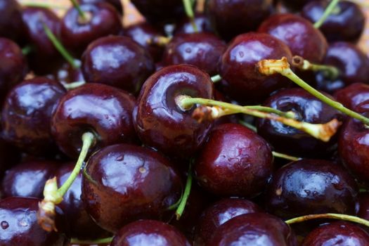 Tart Cherry Organic Wheat Grass