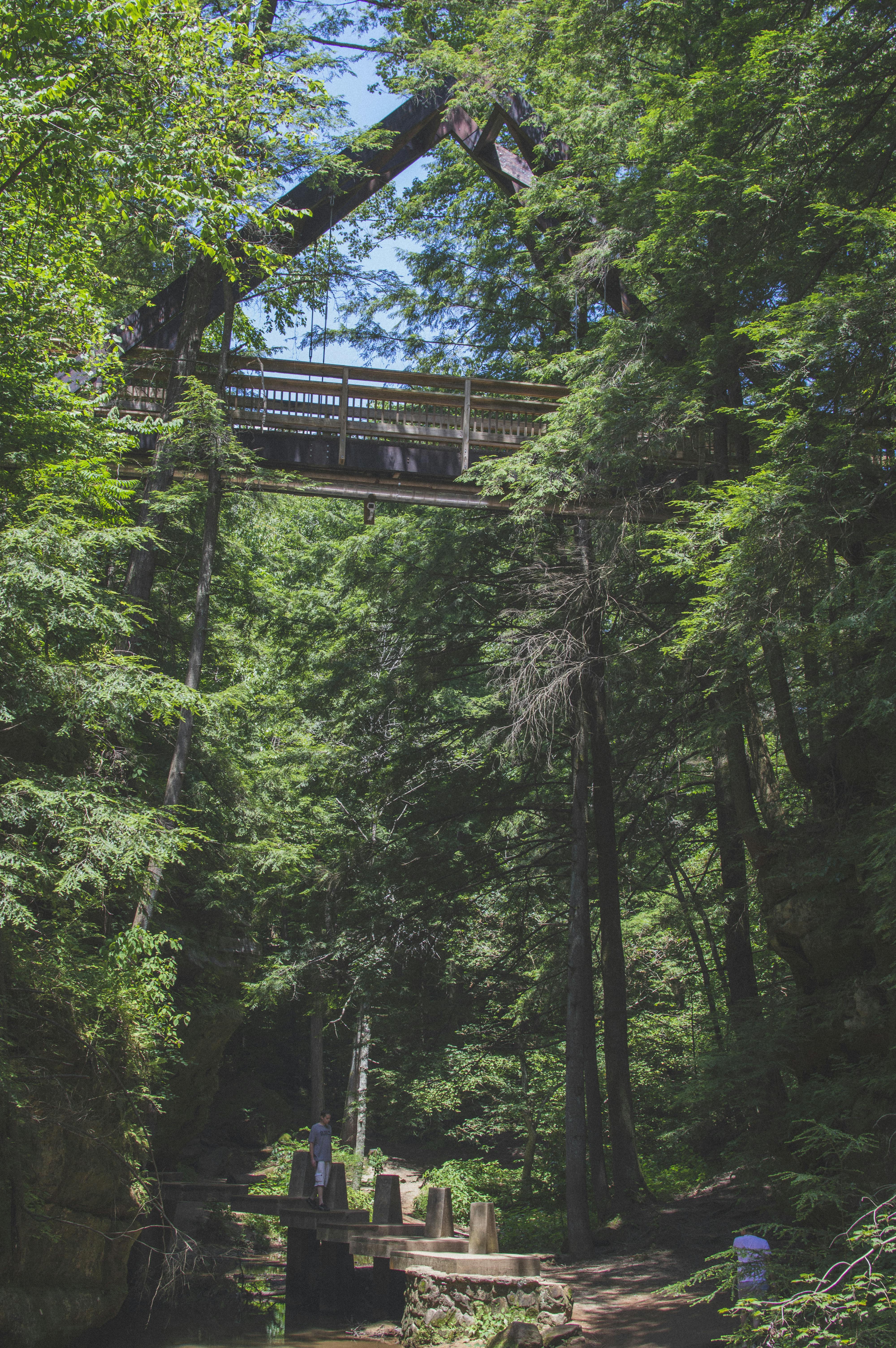 Free stock photo of camping, forest, nature