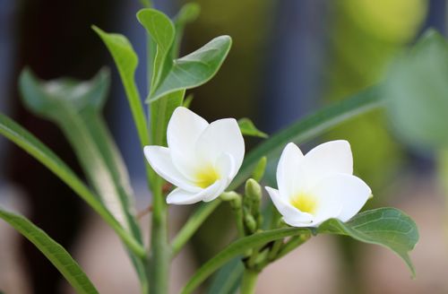 Free White plumeria flowers with green leaves captured in a vibrant outdoor setting. Stock Photo