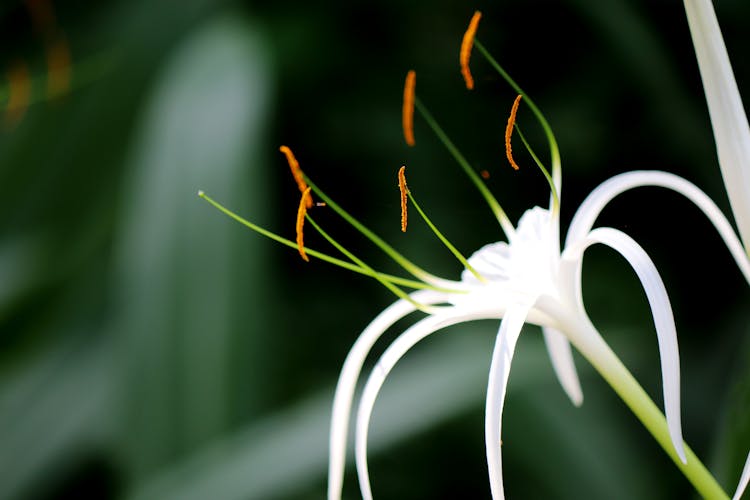 Close-Up Shot Of A Spider Lily 