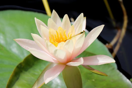 Pink water lily bloom with a damselfly resting on petals, set against a serene pond backdrop.