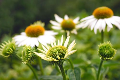 Free Vibrant close-up of blooming white echinacea flowers in a garden, illustrating summer flora. Stock Photo