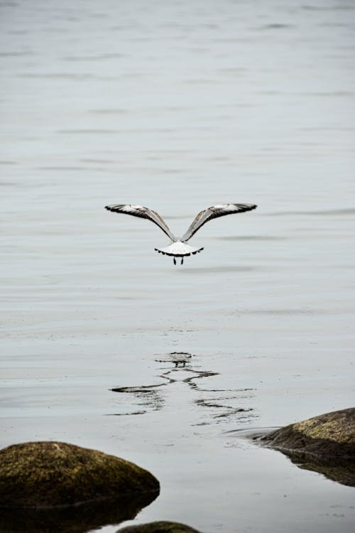 Free White and Black Bird Flying over the Sea Stock Photo