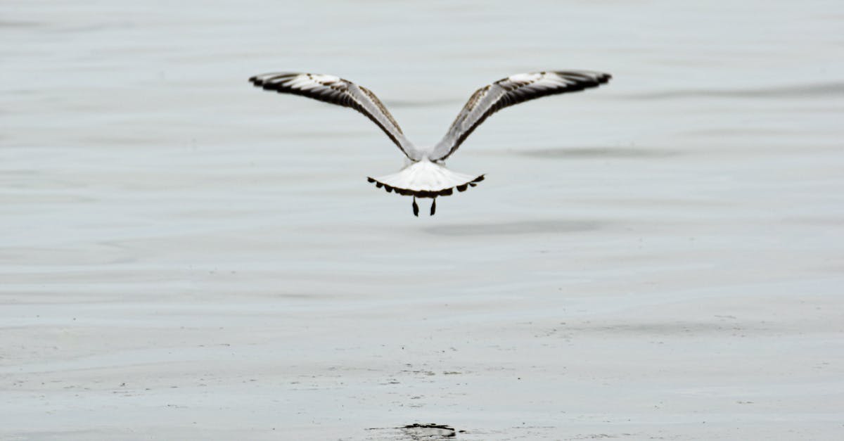 How to draw a bird flying in the distance