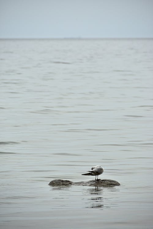Free Two White and Gray Birds on Water Stock Photo