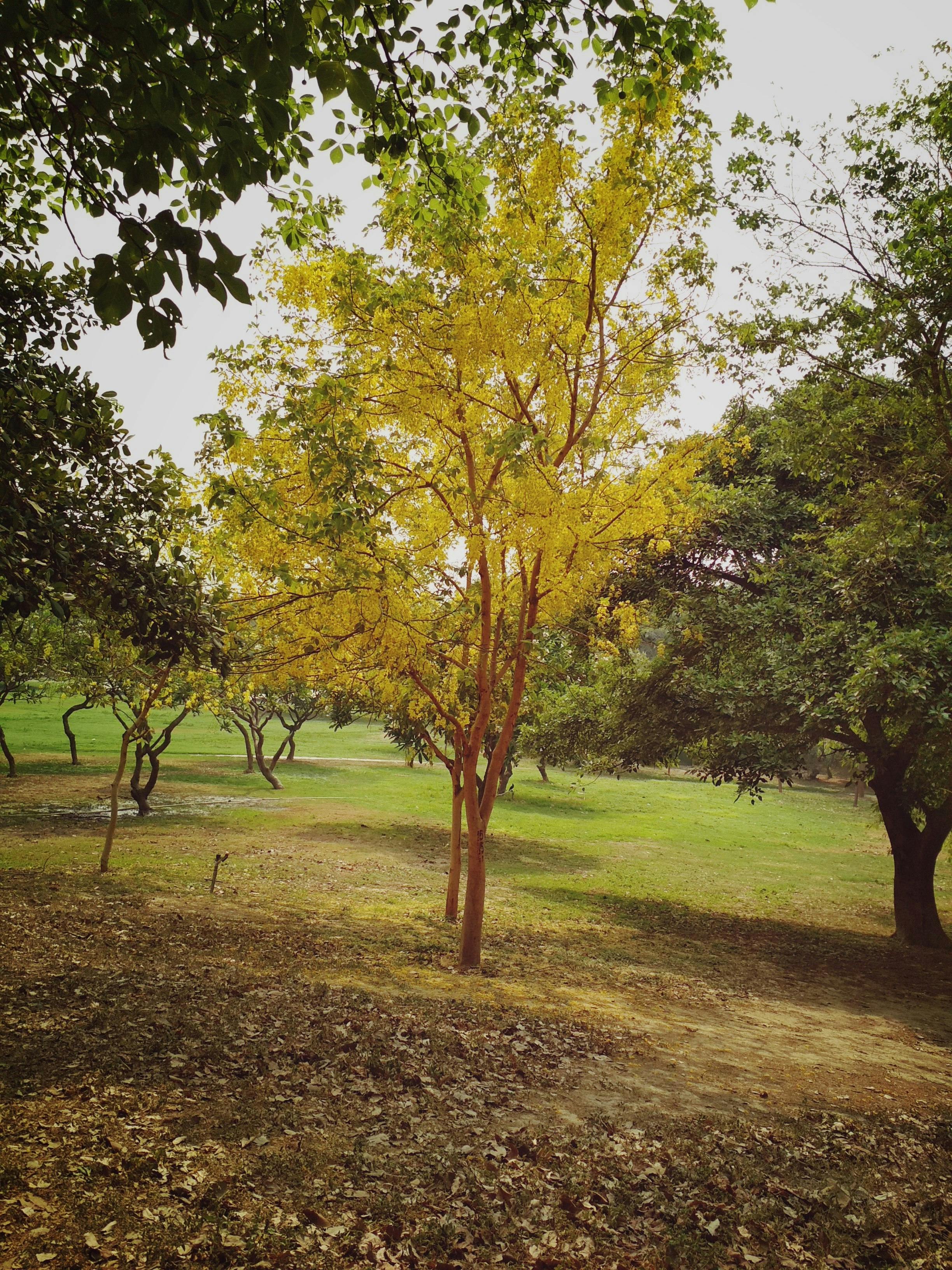 Free stock photo of Beautiful tree beautiful nature, city park, natue