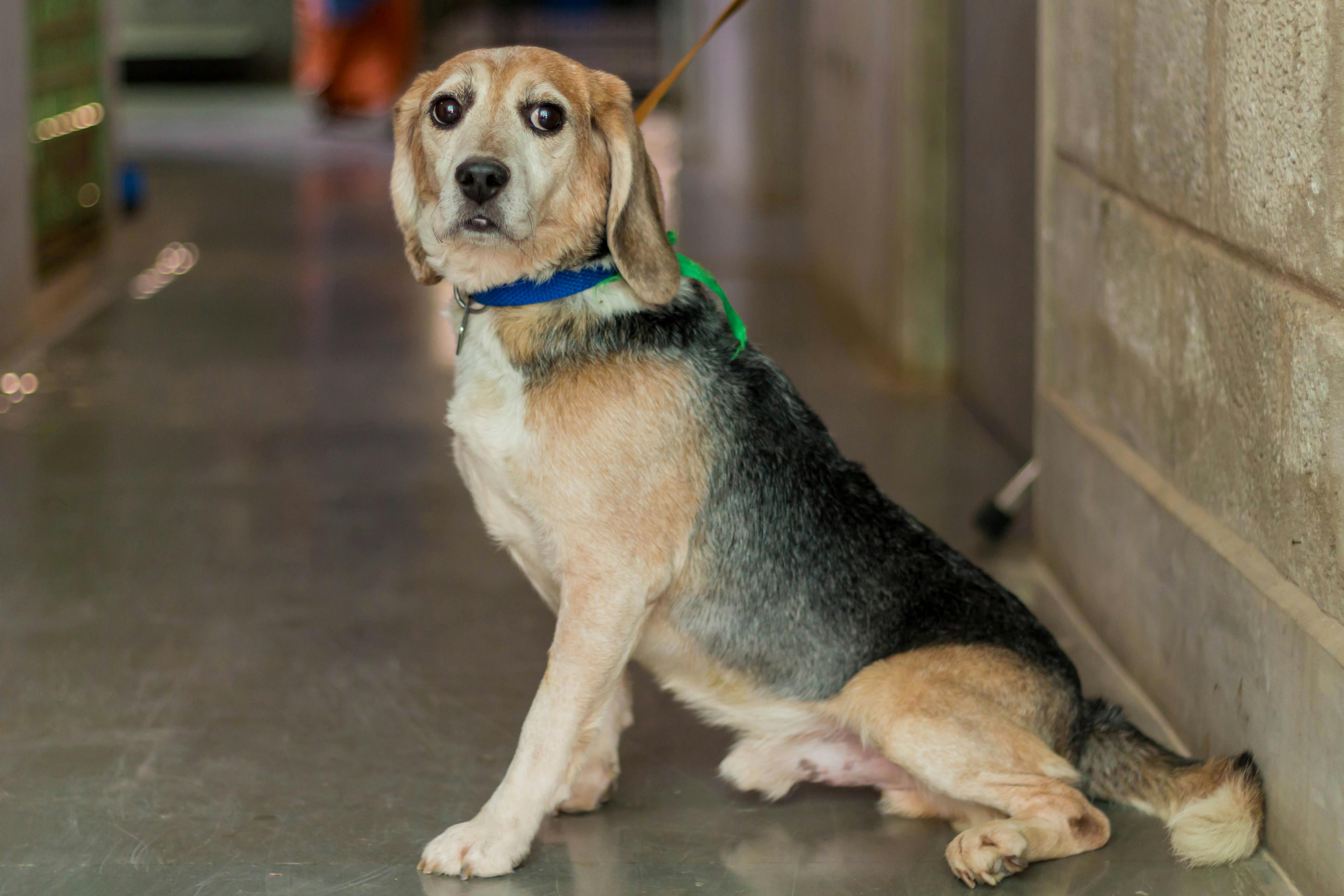 Free stock photo of adopt, beagle, rescue