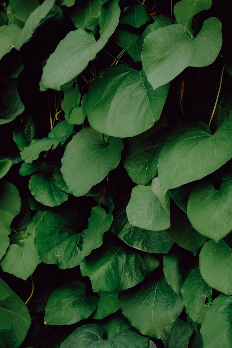 Green Leaves Of A Plant