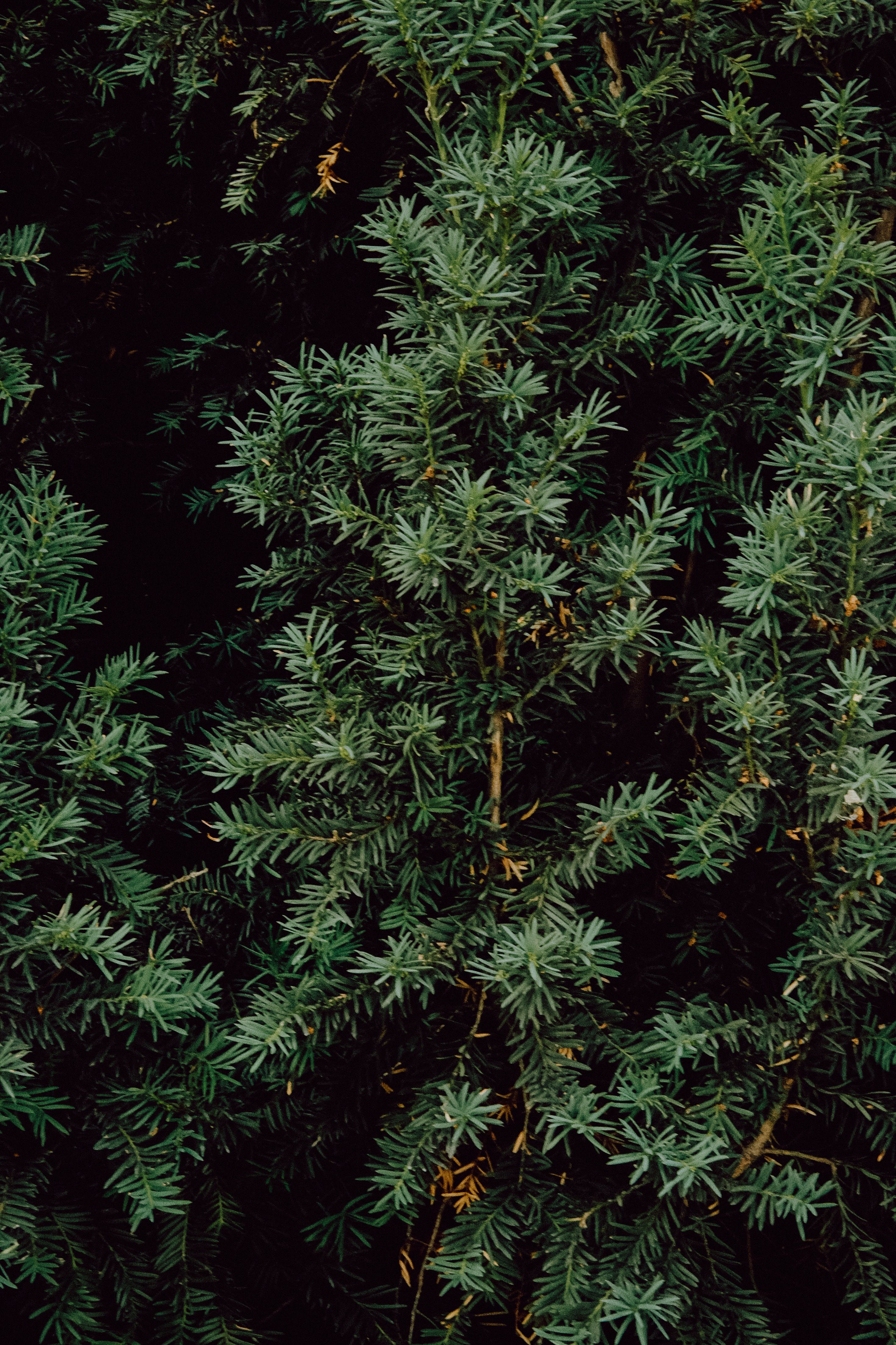 Photo of Tree Crowns · Free Stock Photo