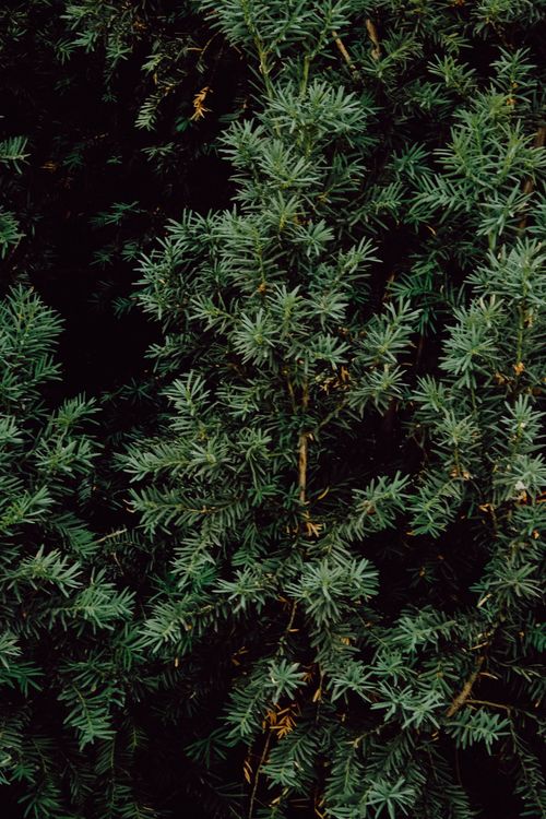 Free Close-up of vibrant green coniferous pine tree leaves creating natural texture. Stock Photo